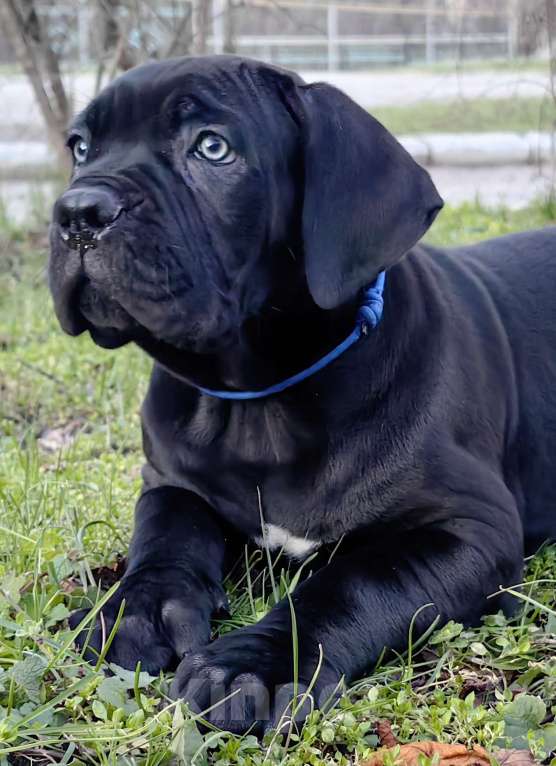 Собаки в других городах Крыма: Щенки Кане Корсо Мальчик, 80 000 руб. - фото 1