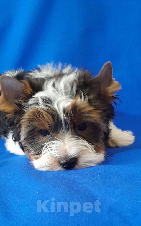 Собаки в Москве: Мальчик среднего формата Мальчик, 40 000 руб. - фото 6