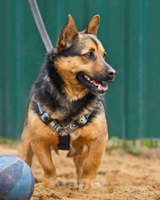 Собаки в других городах Московской области: Брэнди, микро-овчар Мальчик, Бесплатно - фото 2