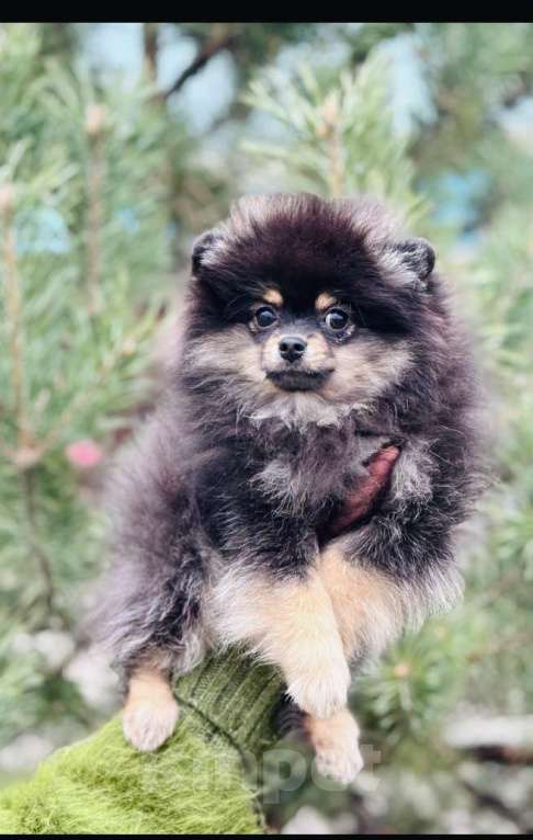 Собаки в Москве: Померанский шпиц  Мальчик, 40 000 руб. - фото 2