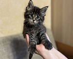 Кошки в Москве: Крупный котенок мейн-кун, мальчик Мальчик, 20 000 руб. - фото 1