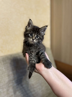 Объявление: Крупный котенок мейн-кун, мальчик, 20 000 руб., Москва