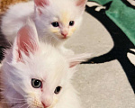 Кошки в Москве: Белый котенок девочка Девочка, Бесплатно - фото 3