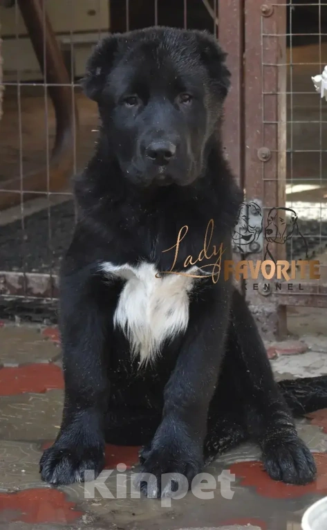 Собаки в Воронеже: Среднеазиатская Овчарка Разнополые, 60 000 руб. - фото 5