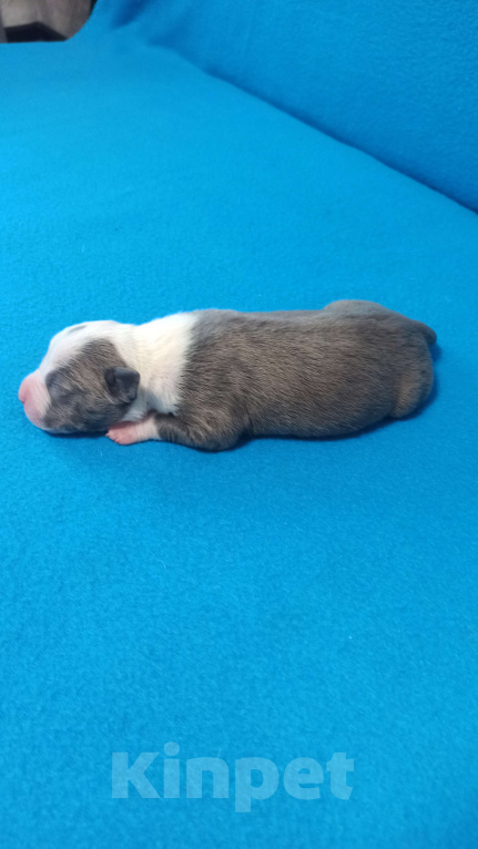 Собаки в Санкт-Петербурге: Кобель3 Мальчик, Бесплатно - фото 3