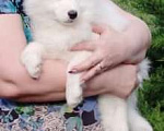 Собаки в Аксае: Пропала собака Девочка, 1 000 руб. - фото 1