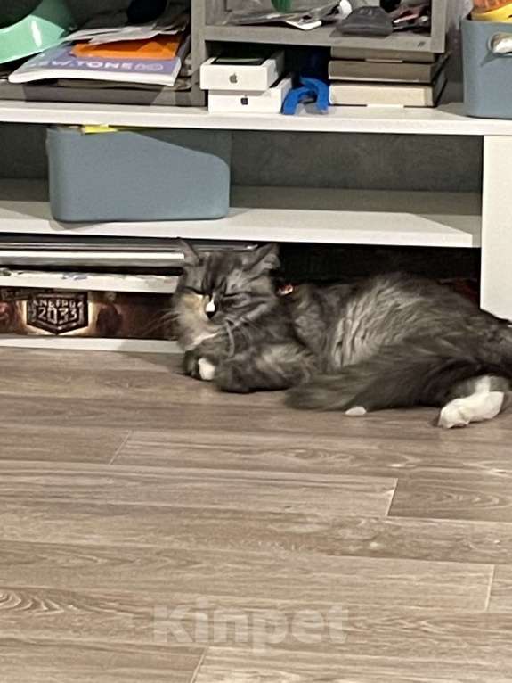 Кошки в Красноярске: Отдам кошку в добрые руки  Девочка, Бесплатно - фото 3