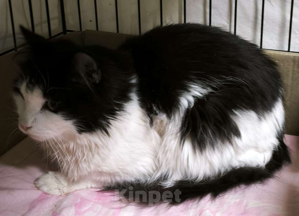 Кошки в Санкт-Петербурге: Пушистый скромный молодой котик Мальчик, Бесплатно - фото 2