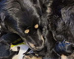 Собаки в Новочеркасске: Очаровательные щенки  Девочка, 17 000 руб. - фото 3