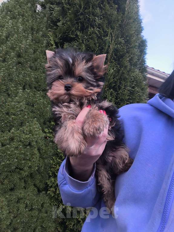 Собаки в Пушкино: Мини мальчик  Мальчик, 90 000 руб. - фото 1