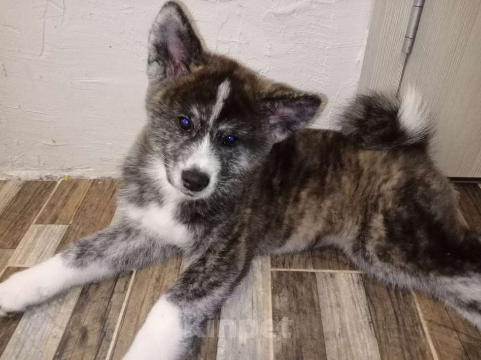 Собаки в Санкт-Петербурге: Щенки Акита ину  Девочка, Бесплатно - фото 3