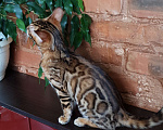 Кошки в Москве: Бенгальская девочка  Девочка, 60 000 руб. - фото 3