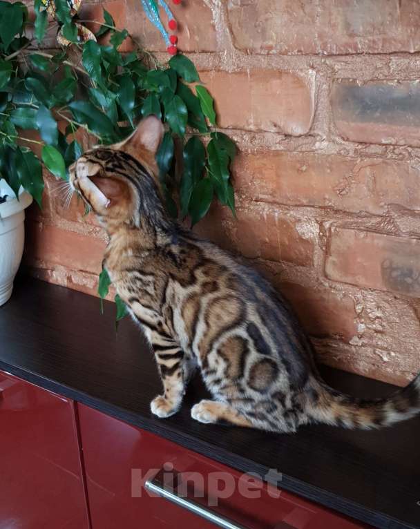 Кошки в Москве: Бенгальская девочка  Девочка, 60 000 руб. - фото 3