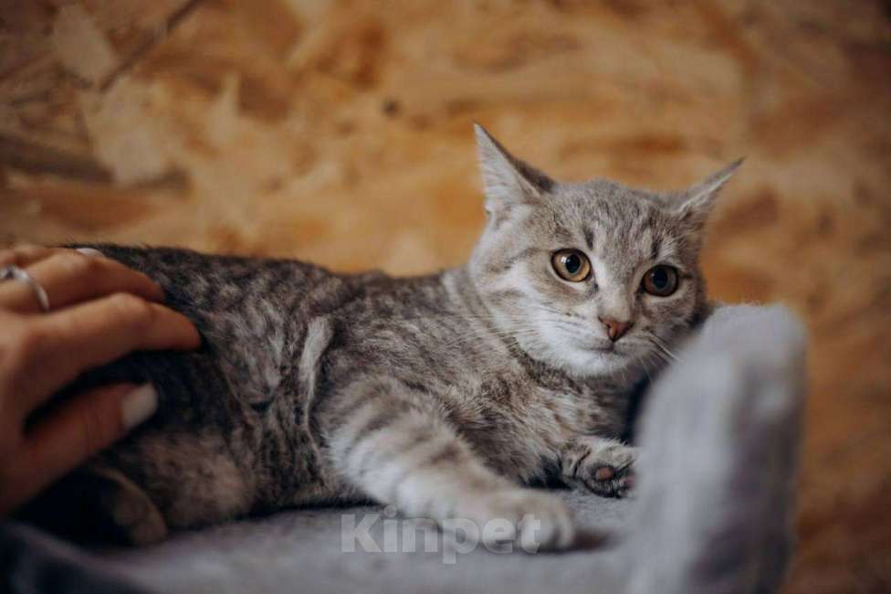 Кошки в Видном: Котёнок в добрые руки Девочка, Бесплатно - фото 2