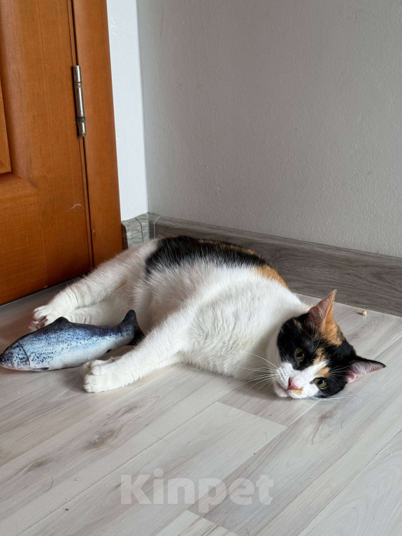 Кошки в Москве: Компанейская Дейзи мечтает о доме с вкусной едой Девочка, Бесплатно - фото 9