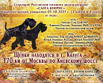 Собаки в Калуге: цвергшнауцер Девочка, 70 000 руб. - фото 1