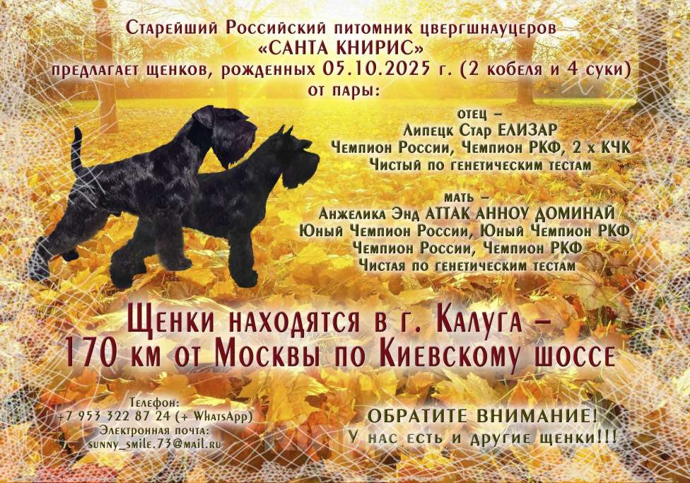 Собаки в Калуге: цвергшнауцер Девочка, 70 000 руб. - фото 1