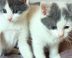 Кошки в Липецке: 2 милых котёнка ищут семью! Мальчик, 10 руб. - фото 2