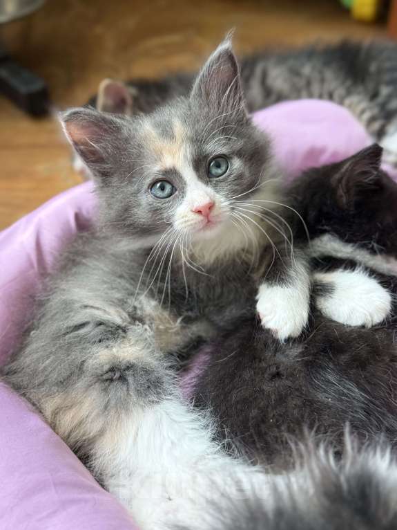 Кошки в Санкт-Петербурге: Котенок 2 месяца Астрид Девочка, Бесплатно - фото 1