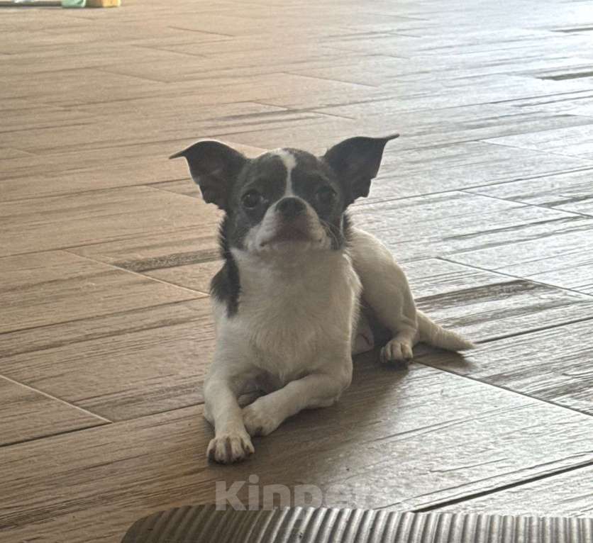 Собаки в Орле: Чихуахуа Девочка, 50 000 руб. - фото 8