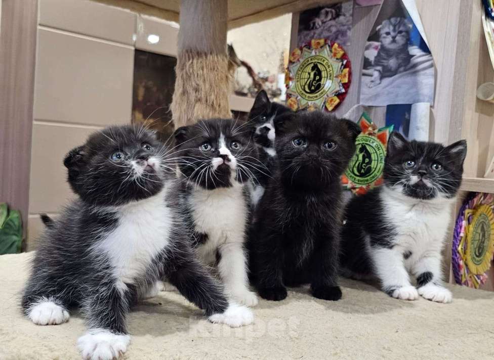 Кошки в Москве: Шотландские Котята  (Скотиш Фолд) Мальчик, 30 000 руб. - фото 3