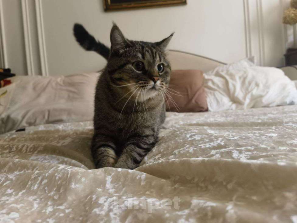 Кошки в Москве: Знакомьтесь, это Саня!  Мальчик, Бесплатно - фото 3