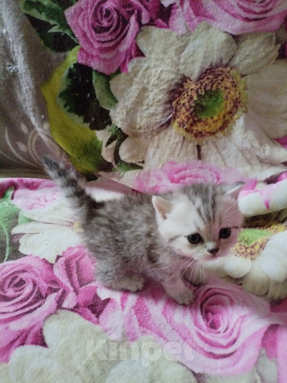 Кошки в Санкт-Петербурге: Котята, серебристая шиншила Девочка, 16 000 руб. - фото 7