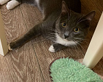 Кошки в Коломне: Пропал кот Мальчик, Бесплатно - фото 3