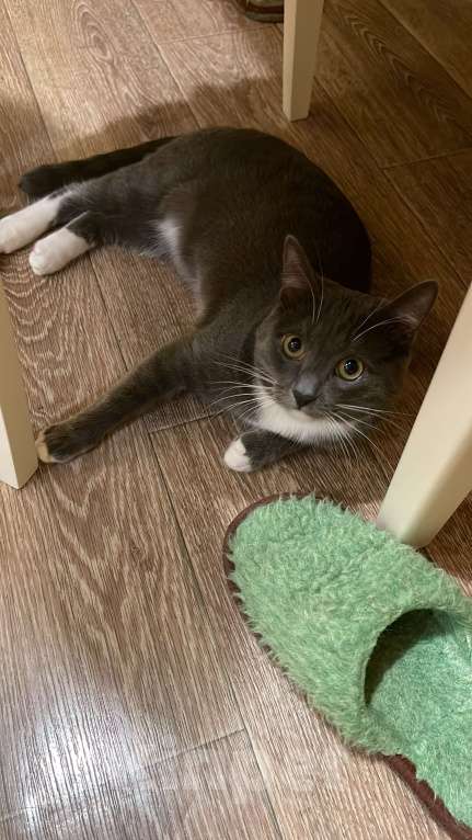 Кошки в Коломне: Пропал кот Мальчик, Бесплатно - фото 3