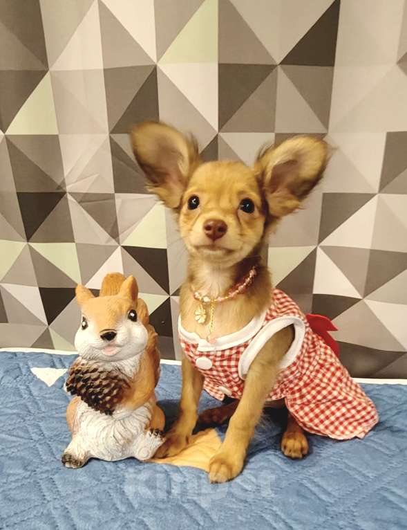 Собаки в Тюмени: Девочка тоечка😘 Девочка, 55 000 руб. - фото 4