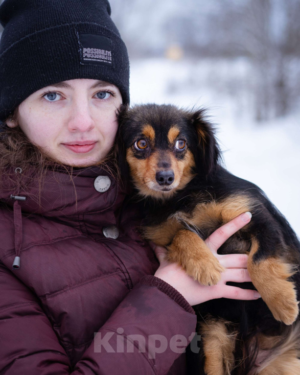 Собаки в Москве: Маленькая собачка в добрые руки! Девочка, Бесплатно - фото 1