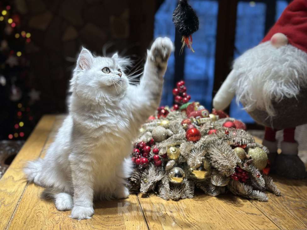 Кошки в Санкт-Петербурге: Скоттиш Хайленд страйт Девочка, 40 000 руб. - фото 3