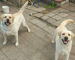 Собаки в Волгограде: Щенок лабрадора-ретривера, девочка. Девочка, 19 000 руб. - фото 1