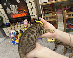 Кошки в других городах Московской области: Бенгальский котенок Девочка, 18 000 руб. - фото 3