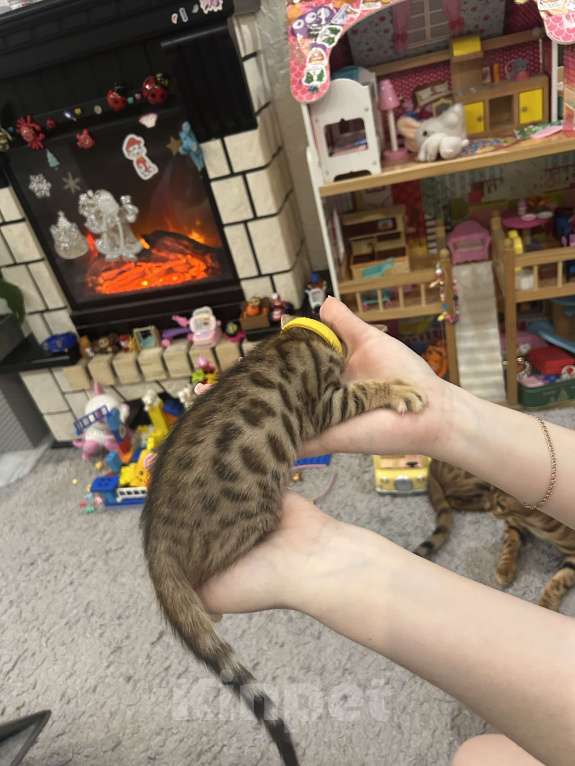 Кошки в других городах Московской области: Бенгальский котенок Девочка, 18 000 руб. - фото 3