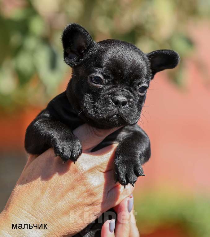 Собаки в Нижнем Новгороде: щенок французского бульдога Мальчик, 40 000 руб. - фото 2