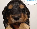 Собаки в Москве: Русский охотничий спаниель , щенок Мальчик, 25 000 руб. - фото 1