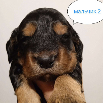 Объявление: Русский охотничий спаниель , щенок, 25 000 руб., Москва