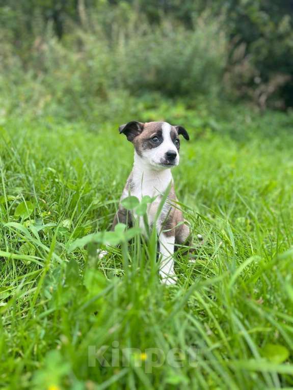 Собаки в Красногорске: Девочка Варежка 1,5 месяца мечтает стать домашней  Девочка, Бесплатно - фото 4