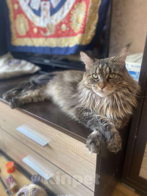Кошки в Москве: Скайфолл ждёт свою маму Девочка, 10 руб. - фото 3