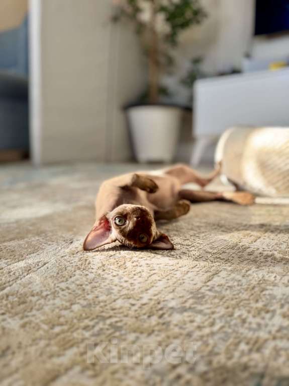 Кошки в Москве: Шоколадный мальчик Qwartz Queen  Мальчик, 50 000 руб. - фото 7