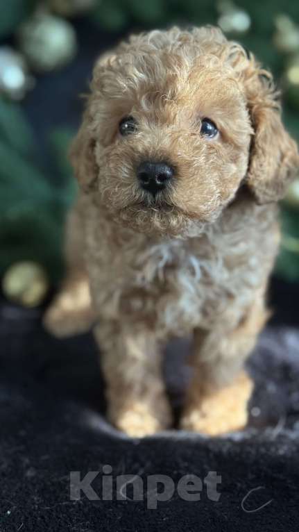 Собаки в Москве: Той -пудель мальчик абрикосовый Мальчик, 70 000 руб. - фото 1