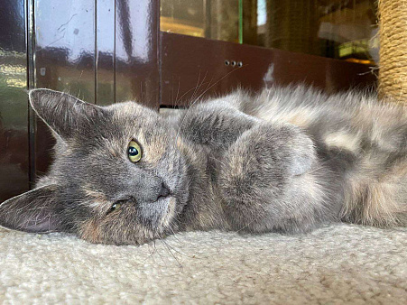 Кошка в добрые руки