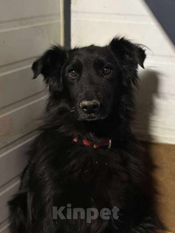 Собаки в Москве: Роскошная Шерон ищет дом Девочка, Бесплатно - фото 1