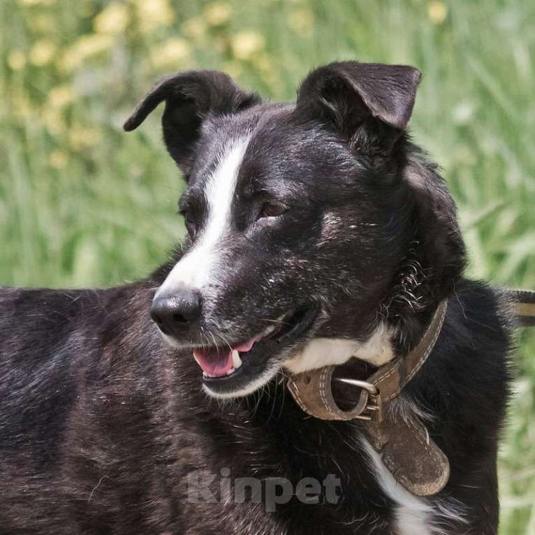 Собаки в Москве: Небольшой ласковый пёсик Джек в добрые руки Мальчик, Бесплатно - фото 6
