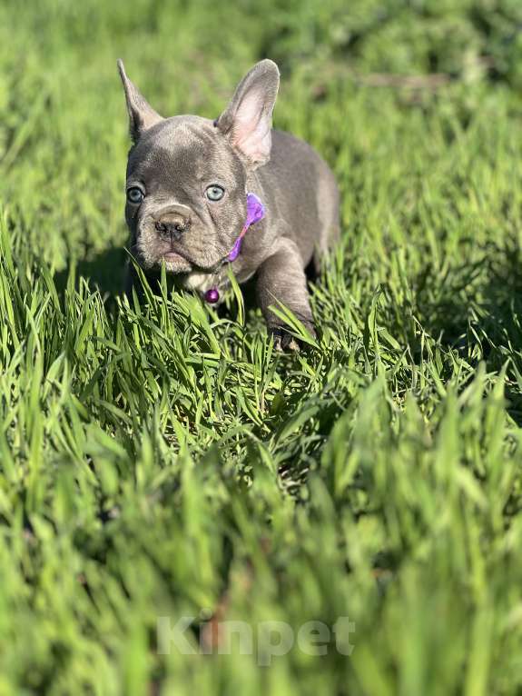 Собаки в Москве: Лиловый красавчик Мальчик, Бесплатно - фото 2