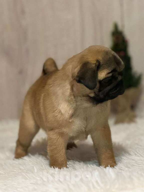 Собаки в Нижнем Новгороде: Щенки породы мопс Девочка, Бесплатно - фото 2