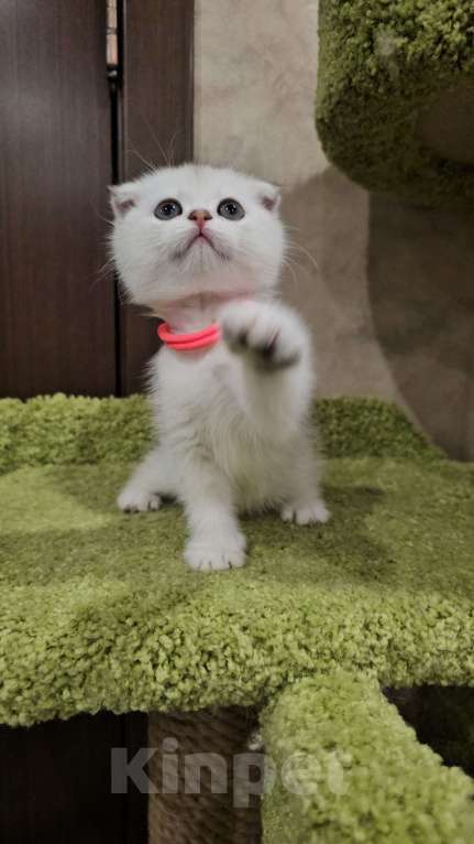 Кошки в Балашихе: Маленькая принцесса Девочка, 35 000 руб. - фото 2