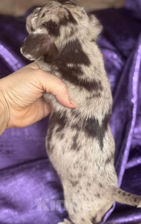 Собаки в Балашихе: Мальчик чихуахуа Мальчик, 30 000 руб. - фото 6