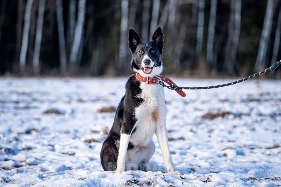 Собаки в Клине: Джоли — звёздная собачка Девочка, Бесплатно - фото 10